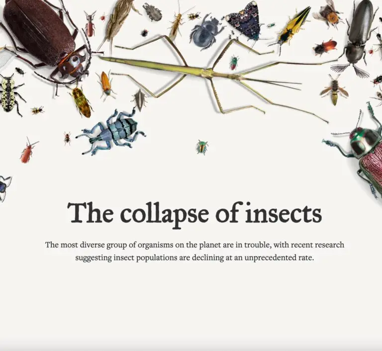 The Collapse of insects